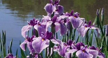 Proč kosatce nemusí kvést, co dělat, když listy samotné, příčiny a léčba